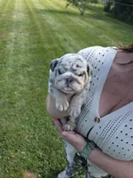 Female- English bulldog, a female English Bulldog for sale in Hamilton, OH – 2 of 9