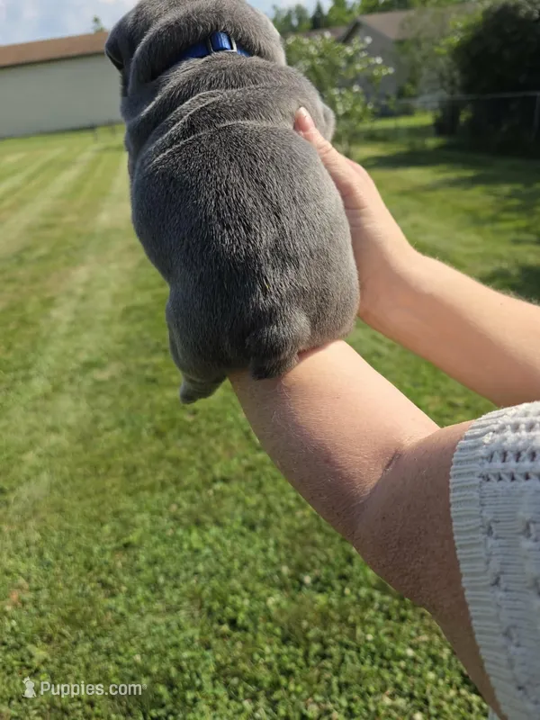 Male English bulldogs  – English Bulldog puppy for sale in Hamilton, OH