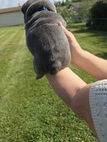 Male English bulldogs , a male English Bulldog for sale in Hamilton, OH – 1 of 10