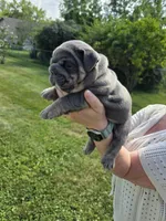 Male English bulldogs , a male English Bulldog for sale in Hamilton, OH – 6 of 10