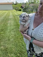 Female- English bulldog, a female English Bulldog for sale in Hamilton, OH – 6 of 9