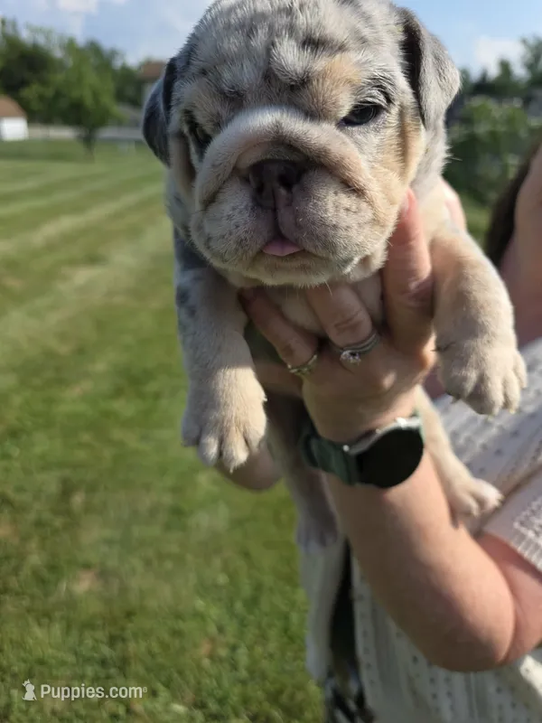 Female- English bulldog – English Bulldog puppy for sale in Hamilton, OH