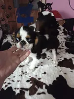 Johnny 5, a male English Toy Spaniel for sale in Des Moines, IA – 2 of 10