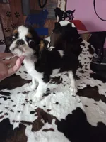 Johnny 5, a male English Toy Spaniel for sale in Des Moines, IA – 4 of 10