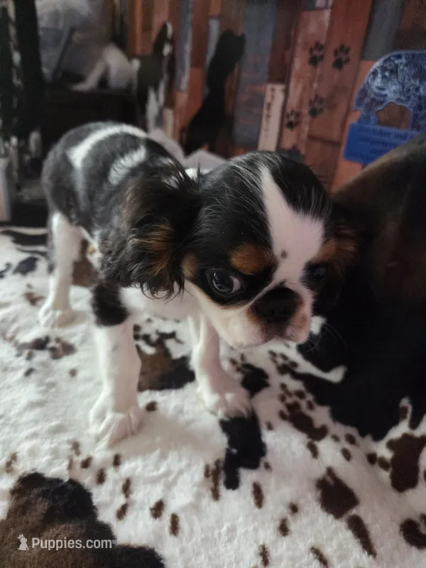 Johnny 5 – English Toy Spaniel puppy for sale in Des Moines, IA
