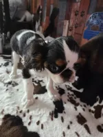Johnny 5, a male English Toy Spaniel for sale in Des Moines, IA – 1 of 10