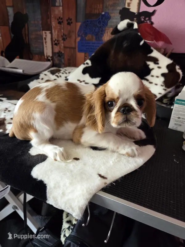 Calvin – English Toy Spaniel puppy for sale in Des Moines, IA