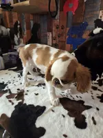 Calvin, a male English Toy Spaniel for sale in Des Moines, IA – 8 of 10