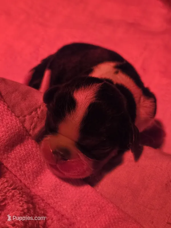 Tri female – English Toy Spaniel puppy for sale in Des Moines, IA