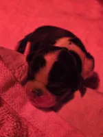 Tri female, a female English Toy Spaniel for sale in Des Moines, IA – 1 of 2