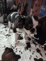 Johnny 5, a male English Toy Spaniel for sale in Des Moines, IA – 5 of 10