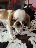 Calvin, a male English Toy Spaniel for sale in Des Moines, IA – 7 of 10
