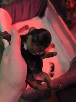 Black and tan female, a female English Toy Spaniel for sale in Des Moines, IA – 2 of 10