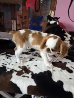 Calvin, a male English Toy Spaniel for sale in Des Moines, IA – 2 of 10