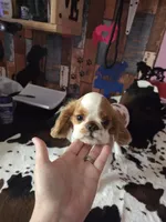 Timmy, a male English Toy Spaniel for sale in Des Moines, IA – 1 of 10