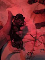 Black and tan female, a female English Toy Spaniel for sale in Des Moines, IA – 4 of 10