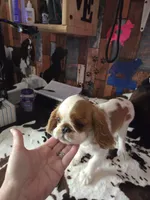 Timmy, a male English Toy Spaniel for sale in Des Moines, IA – 7 of 10