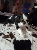 Johnny 5, a male English Toy Spaniel for sale in Des Moines, IA – 6 of 10