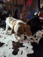 Timmy, a male English Toy Spaniel for sale in Des Moines, IA – 3 of 10