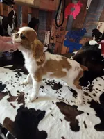 Calvin, a male English Toy Spaniel for sale in Des Moines, IA – 6 of 10