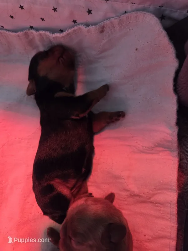 Black and tan female – English Toy Spaniel puppy for sale in Des Moines, IA