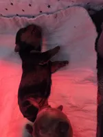 Black and tan female, a female English Toy Spaniel for sale in Des Moines, IA – 1 of 10