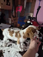 Timmy, a male English Toy Spaniel for sale in Des Moines, IA – 6 of 10