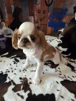 Calvin, a male English Toy Spaniel for sale in Des Moines, IA – 4 of 10