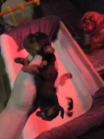 Black and tan female, a female English Toy Spaniel for sale in Des Moines, IA – 8 of 10