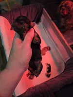 Black and tan female, a female English Toy Spaniel for sale in Des Moines, IA – 9 of 10