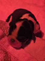 Tri female, a female English Toy Spaniel for sale in Des Moines, IA – 2 of 2