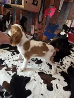 Calvin, a male English Toy Spaniel for sale in Des Moines, IA – 5 of 10