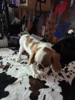 Timmy, a male English Toy Spaniel for sale in Des Moines, IA – 4 of 10