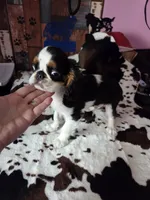 Johnny 5, a male English Toy Spaniel for sale in Des Moines, IA – 3 of 10