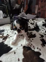 Johnny 5, a male English Toy Spaniel for sale in Des Moines, IA – 10 of 10