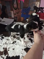 Johnny 5, a male English Toy Spaniel for sale in Des Moines, IA – 8 of 10