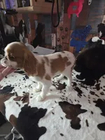 Timmy, a male English Toy Spaniel for sale in Des Moines, IA – 8 of 10
