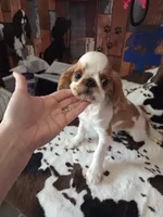 Calvin, a male English Toy Spaniel for sale in Des Moines, IA – 3 of 10