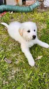 BABY – Great Pyrenees puppy for sale in Omaha, TX