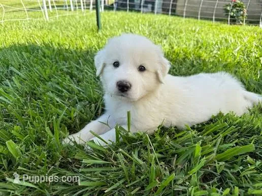 Baby#2 – Great Pyrenees puppy for sale in Omaha, TX