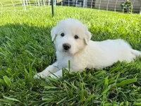 Baby#2, a female Great Pyrenees for sale in Omaha, TX – 1 of 1