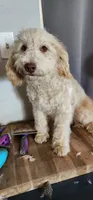 Toffee, a male Poodle - Miniature  for sale in Chewelah, WA – Photo 2 of 4