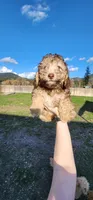 Toffee, a male Poodle - Miniature  for sale in Chewelah, WA – Photo 3 of 4