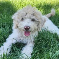 Caspian, a male Cockapoo and Poodle - Miniature  for sale in Chewelah, WA – Photo 3 of 4