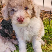 Caspian, a male Cockapoo and Poodle - Miniature  for sale in Chewelah, WA – Photo 2 of 4