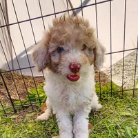 Caspian, a male Cockapoo and Poodle - Miniature  for sale in Chewelah, WA – Photo 4 of 4