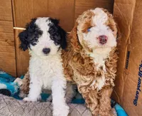 Felix, a male Cockapoo and Poodle - Miniature  for sale in Chewelah, WA – Photo 2 of 2