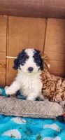 Felix, a male Cockapoo and Poodle - Miniature  for sale in Chewelah, WA – Photo 1 of 2