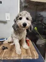 Rory, a female Cockapoo and Poodle - Miniature  for sale in Chewelah, WA – Photo 1 of 3