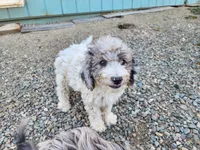 Rory, a female Cockapoo and Poodle - Miniature  for sale in Chewelah, WA – Photo 3 of 3